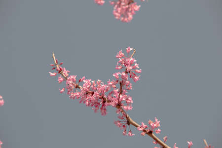 Texas Redbud close up of the pink flowers bloomingの写真素材