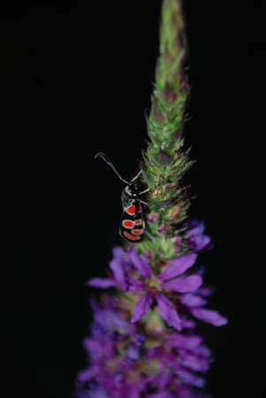 Butterfly の写真素材