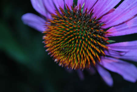 flowerの写真素材