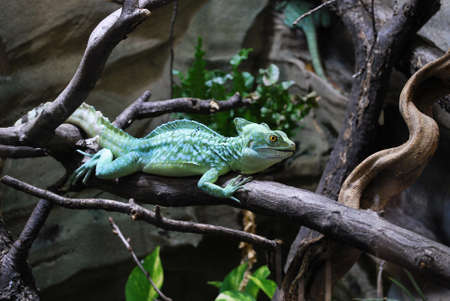 chameleonの写真素材