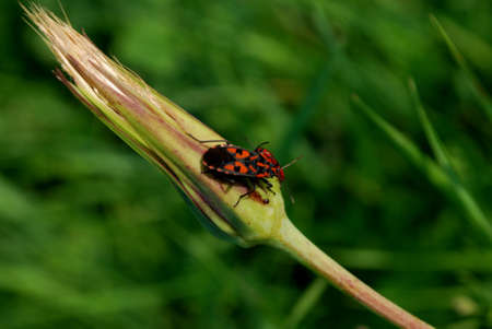 beetle on flower