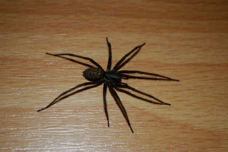 spider 