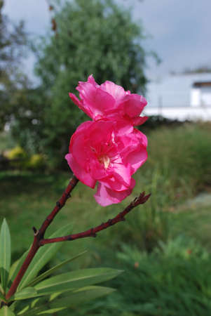 oliander