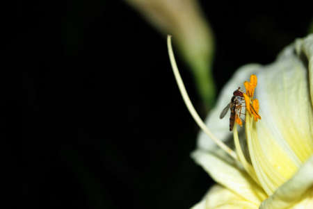 bee on flower