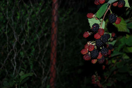 black raspberryの写真素材