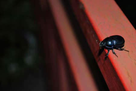 beetle