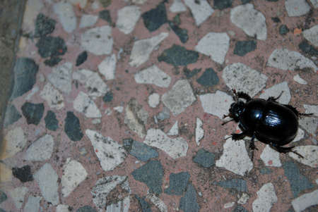 beetleの写真素材