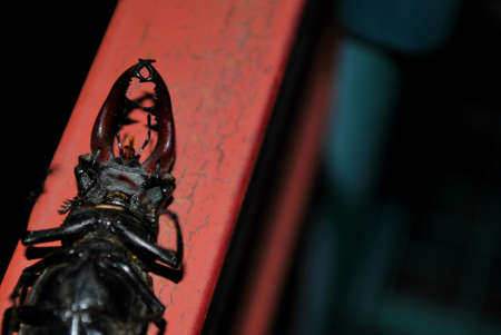 stag-beetle
