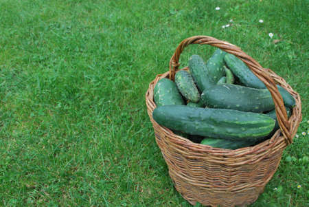 basket full of cucumbersの写真素材