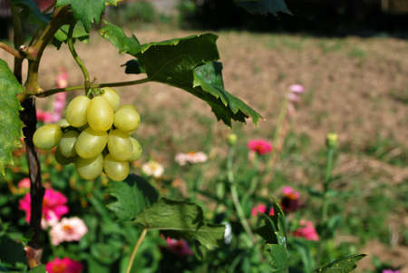 grapes - Favoritの写真素材