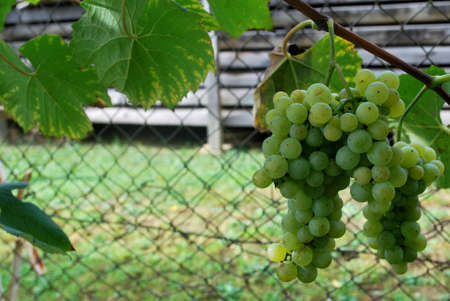 Grapes - Rizlingの写真素材