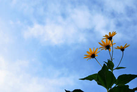 yellow flowersの写真素材