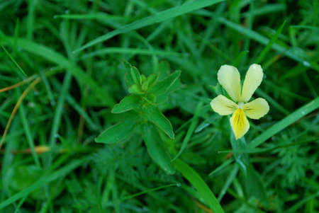 Slovakia - High Tatra mountainsの写真素材