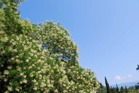 Ukraine - Crimea - Yaltaの写真素材