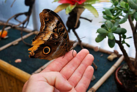 butterflyの写真素材