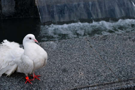 white pigeonの写真素材
