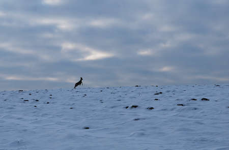 Slovakia - winter landscapeの写真素材