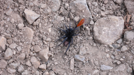 Tarantula fighting with Wasp Peru Andes natureの写真素材