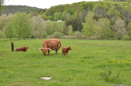 Bull with long Horns in barn beautifulの写真素材