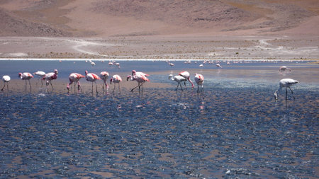Flamingos on Atacama Desert Mountain Background mud waterの写真素材