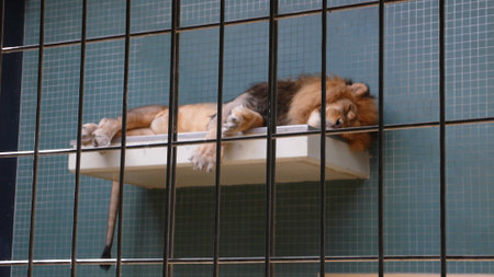 Lion sleeping in Zoo behind grid beams blue backgroundの写真素材