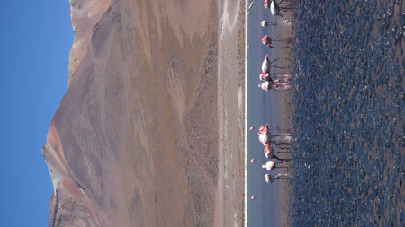 Flamingos on Atacama Desert Mountain Background mud waterの写真素材