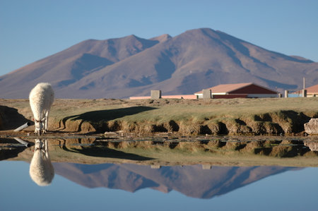 Alpaca Drinking Water mirroring Bolivia Atacama Blue skyの写真素材