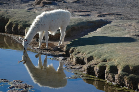 Alpaca Drinking Water mirroring Bolivia Atacama Blue skyの写真素材