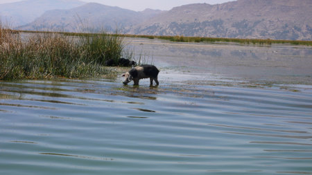 wild Pig in Water titicaca lake beautifullの写真素材