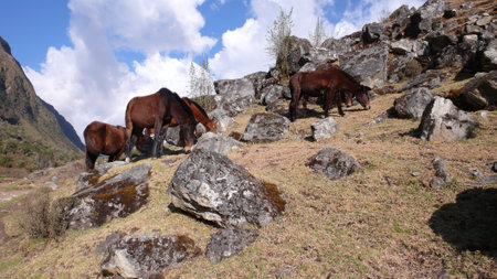 wild horses peru grass rocks brown wildの写真素材