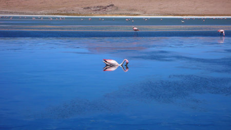 flamingo atacama desert water surfave bird pinkの写真素材