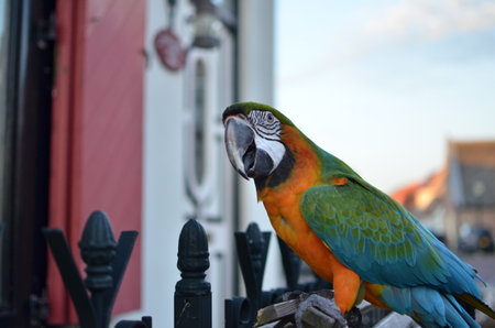 Parrot Bird Blue yellow face portrait Focusの写真素材