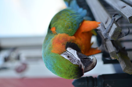 Parrot Bird Blue yellow face portrait Focusの写真素材