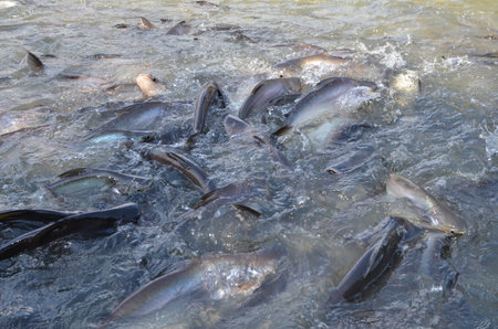 Many Fish in Chao Phraya River Bangkok Thailandの写真素材