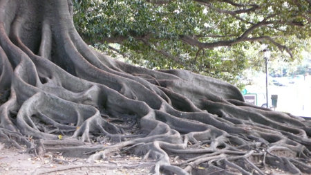 Tree roots Natural growth big system parkの写真素材