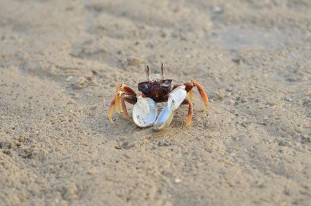 Crab on Sand Beach Koh yao Noi Island Thailand Longtail Boatの写真素材