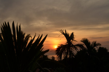Sunset with palms thailand colorfull coast tropicalの写真素材