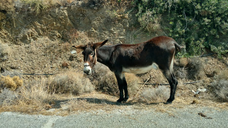 Brown Donkey Paros Greece mediteranean island aegeanの写真素材