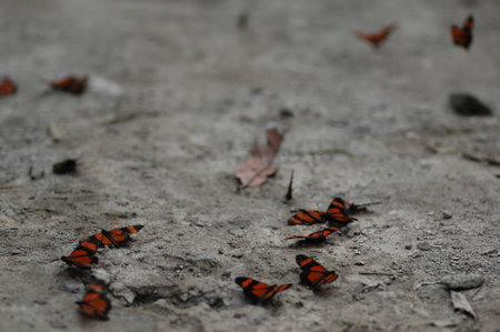 Red black Butterflyes on path surface beautyfull backgroundの写真素材
