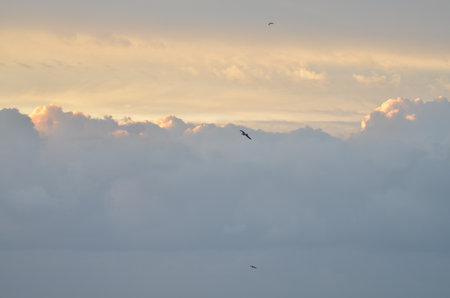 clouded Coast sunset with birds colorfull pastell over oceanの写真素材
