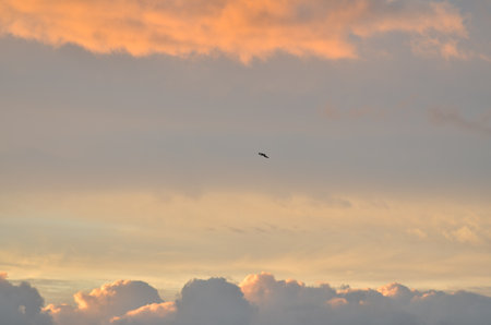 clouded Coast sunset with birds colorfull pastell over oceanの写真素材