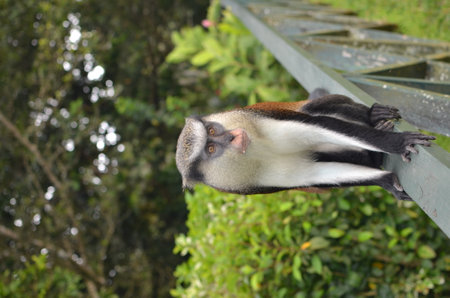 Mona ape Monkey on Railing Grenada caribbean Green Island