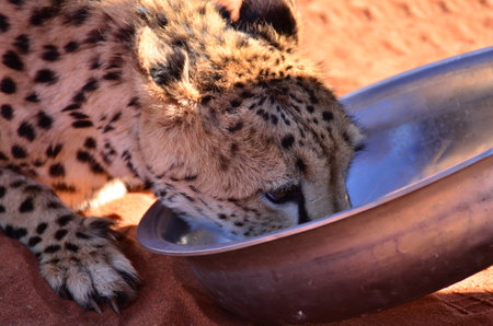 Cheetah cat drinking savannah Acinonyx jubatus walking on sand Namibia Africaの写真素材