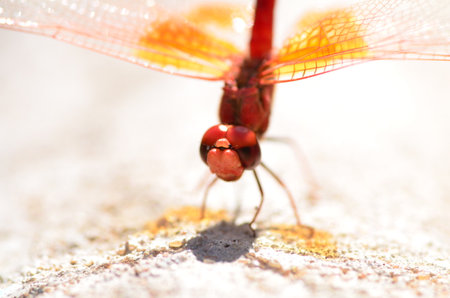 Red Dragon Fly with transparent orange wings Makro Namibia Africaの写真素材