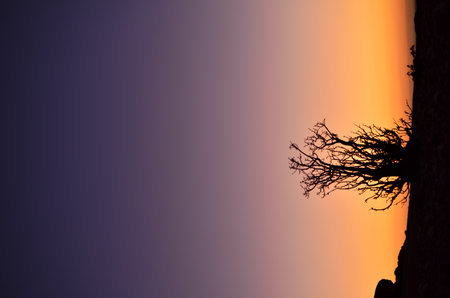 Lonely Tree in Sunset colorfull Dark Sky Silhouette mirabibの写真素材