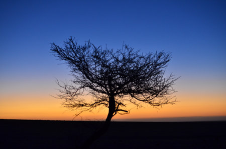 Lonely Tree in Sunset colorfull Dark Sky Silhouette mirabibの写真素材