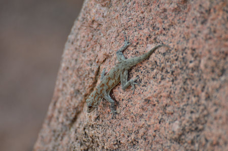 gekko on Rock background pattern namibia Africaの写真素材