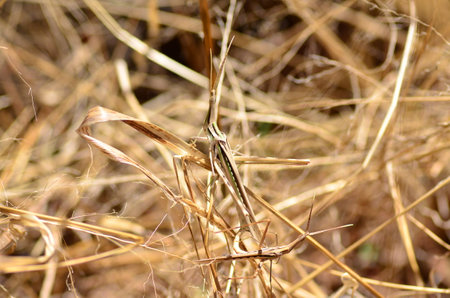 african desert locust in namibia Africa Plague grass hopper