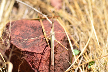 african desert locust in namibia Africa Plague grass hopper
