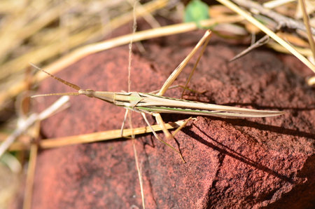 african desert locust in namibia Africa Plague grass hopperの写真素材